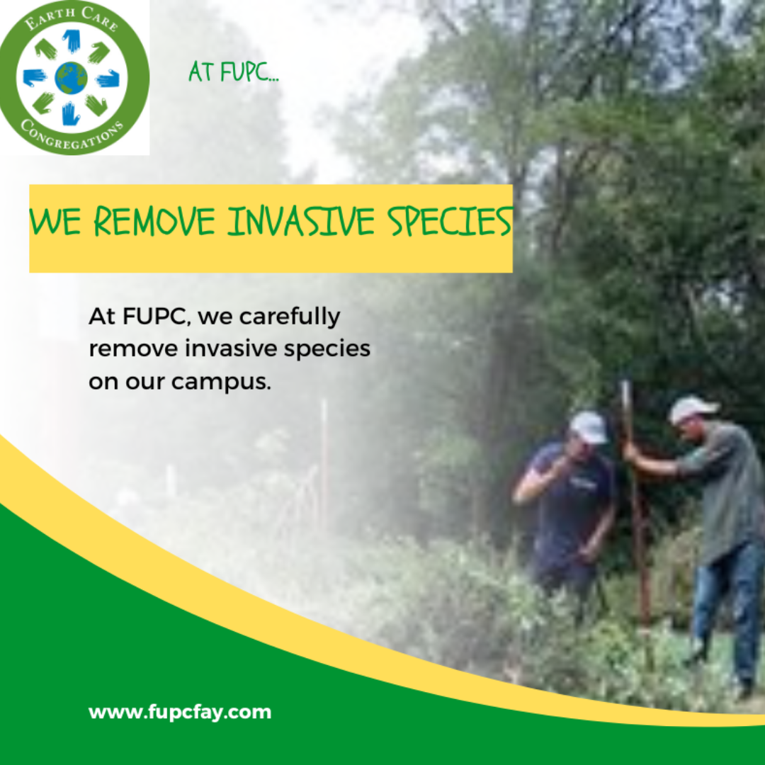 We remove invasive species 